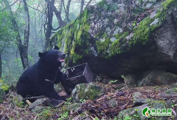秒配网 南山国家公园候选区上演“熊蜜”奇缘红外相机全程记录黑熊偷蜜现场